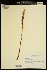 Spiranthes cernua image