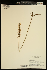 Spiranthes cernua image