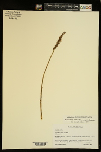 Spiranthes cernua image