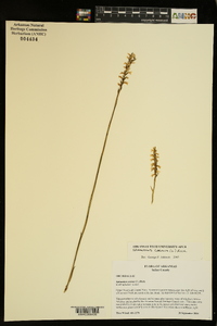 Spiranthes cernua image