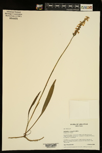 Spiranthes cernua image