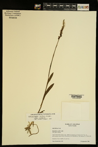 Spiranthes ovalis var. ovalis image