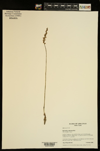 Spiranthes tuberosa image