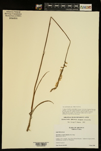 Spiranthes vernalis image