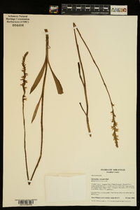 Spiranthes vernalis image