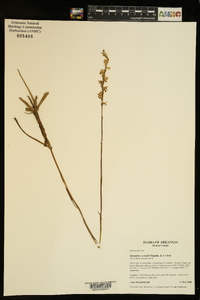 Spiranthes vernalis image