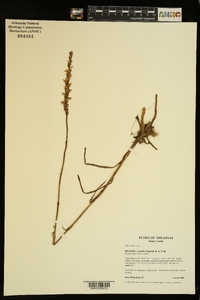 Spiranthes vernalis image