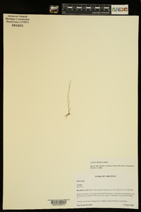 Agrostis elliottiana image