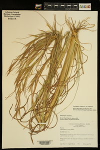 Andropogon virginicus var. virginicus image