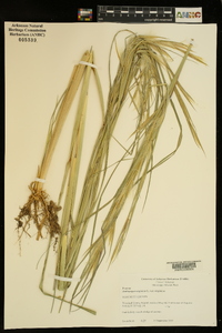 Andropogon virginicus var. virginicus image