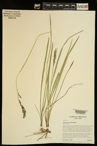 Anthenantia texana image