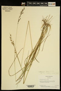 Anthenantia texana image