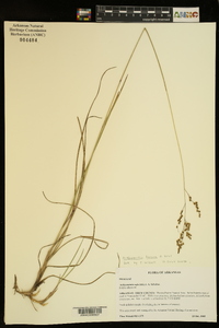 Anthenantia texana image