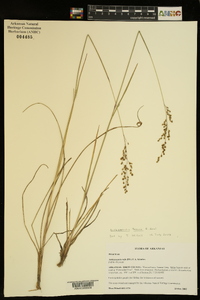 Anthenantia texana image
