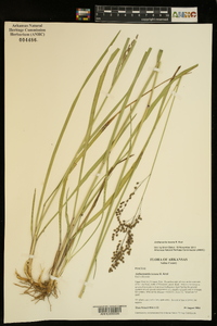 Anthenantia texana image
