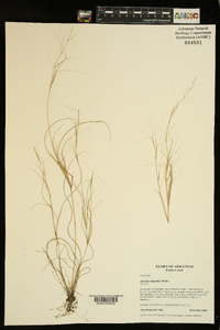 Aristida oligantha image