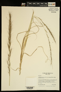 Aristida purpurascens var. virgata image