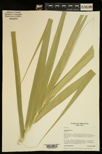 Arundo donax image