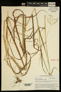 Bothriochloa bladhii image