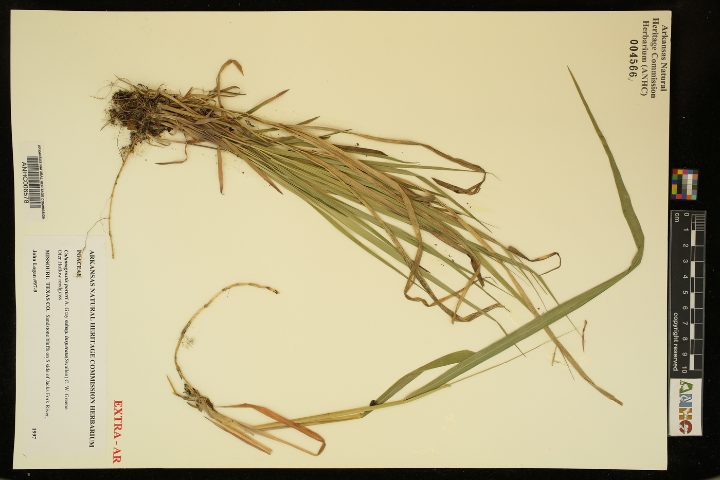 Calamagrostis porteri image