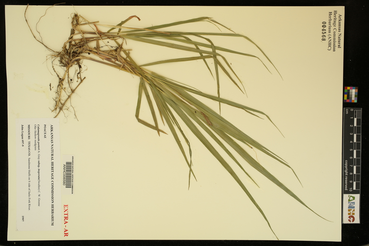 Calamagrostis porteri subsp. insperata image