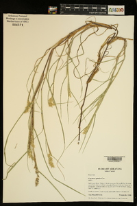 Cenchrus spinifex image