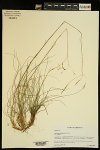 Deschampsia flexuosa image