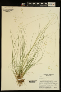 Deschampsia flexuosa image