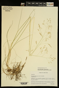 Deschampsia flexuosa image