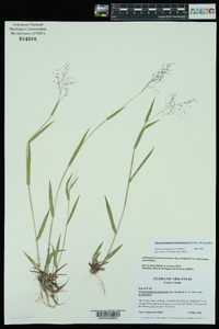 Panicum acuminatum image