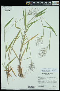 Panicum acuminatum image