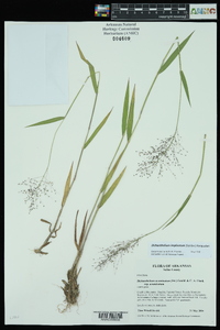 Panicum acuminatum image