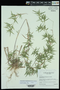 Dichanthelium dichotomum subsp. lucidum image