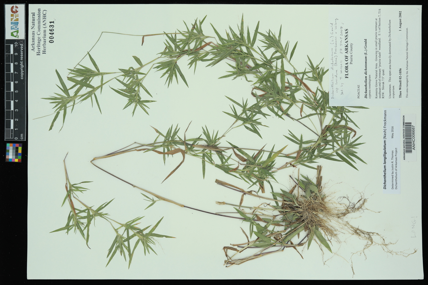 Dichanthelium dichotomum subsp. lucidum image