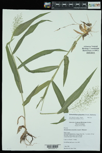 Dichanthelium polyanthes image