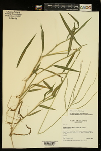 Digitaria ciliaris image