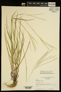 Digitaria filiformis var. filiformis image