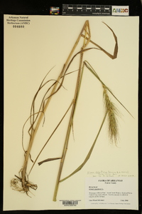 Elymus glabriflorus image