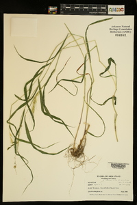 Elymus hystrix image