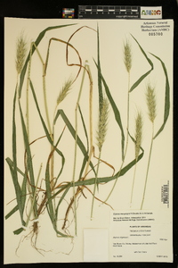 Elymus macgregorii image