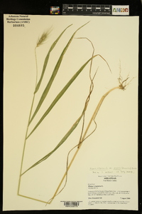 Elymus virginicus var. jejunus image