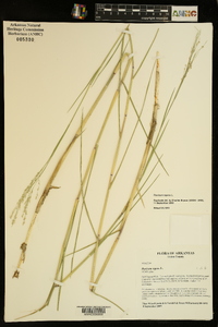 Panicum repens image