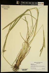 Paspalum dilatatum image