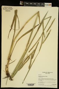 Paspalum floridanum image