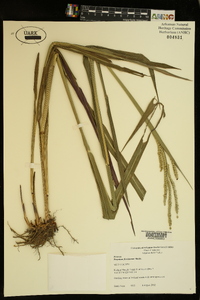 Paspalum floridanum image