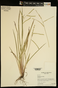 Paspalum laeve image