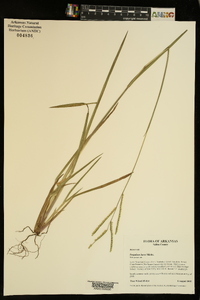 Paspalum laeve image