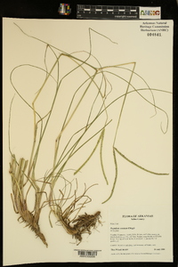 Paspalum notatum image