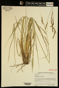 Paspalum plicatulum image