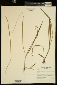 Paspalum setaceum var. muhlenbergii image